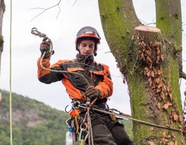 tree climbing